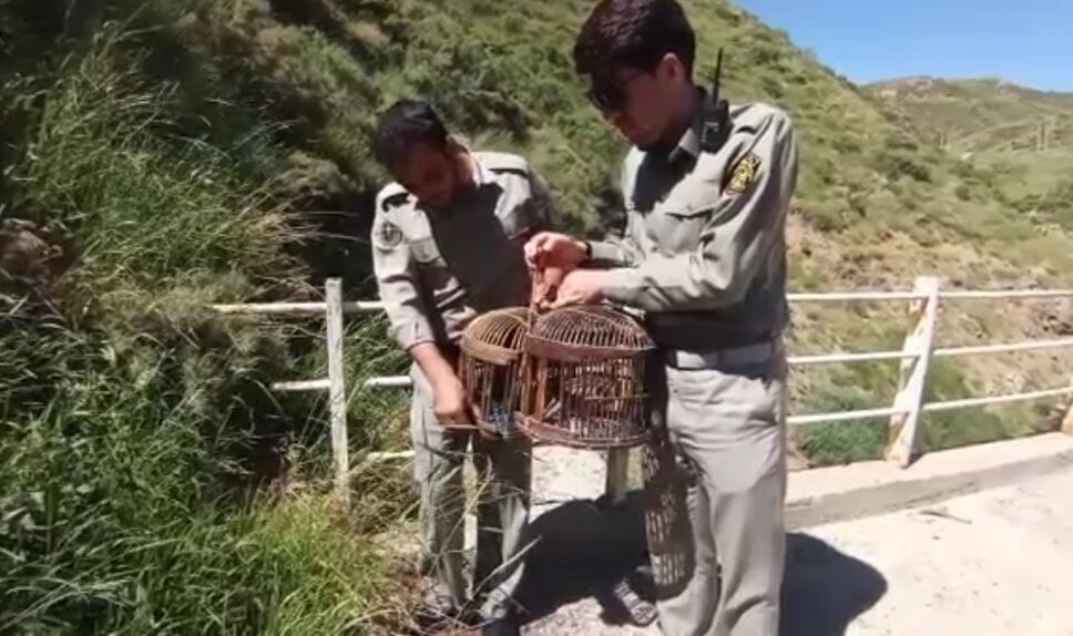 ۲۳ قطعه کبک در سقز به دامان طبیعت برگشت