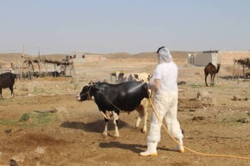 سمپاشی بیش‌از یک میلیون مترمربع از اماکن دامی سیستان و بلوچستان علیه تب کریمه کنگو