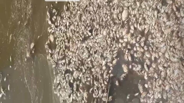 مرگ هزاران ماهی در سد حلبیساز بردسیر/دادستانی: فوری پیگیری میشود