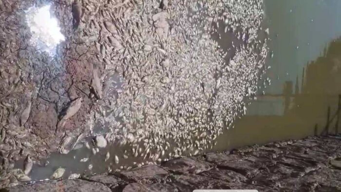 مرگ هزاران ماهی در سد حلبیساز بردسیر/دادستانی: فوری پیگیری میشود