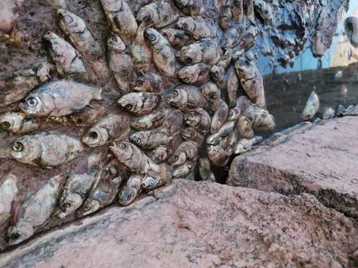 مرگ هزاران ماهی در سد حلبیساز بردسیر/دادستانی: فوری پیگیری میشود