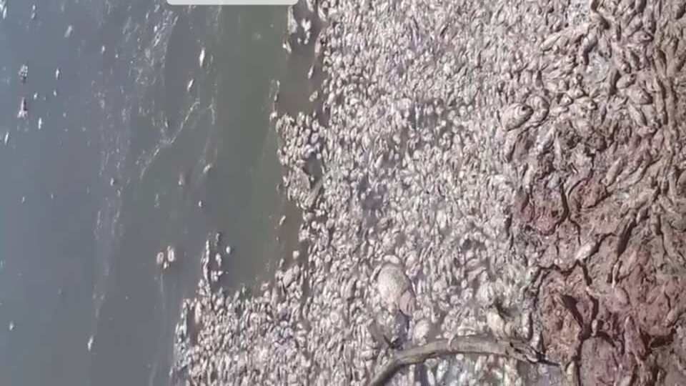 مرگ هزاران ماهی در سد حلبی‌ساز بردسیر/دادستانی: فوری پیگیری می‌شود