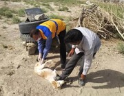 سگ‌های صاحب‌دار علیه بیماری هاری در سیستان و بلوچستان واکسینه می‌شوند