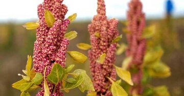 گیاه کینوا برای نخستین بار در باخرز خراسان رضوی کشت شد