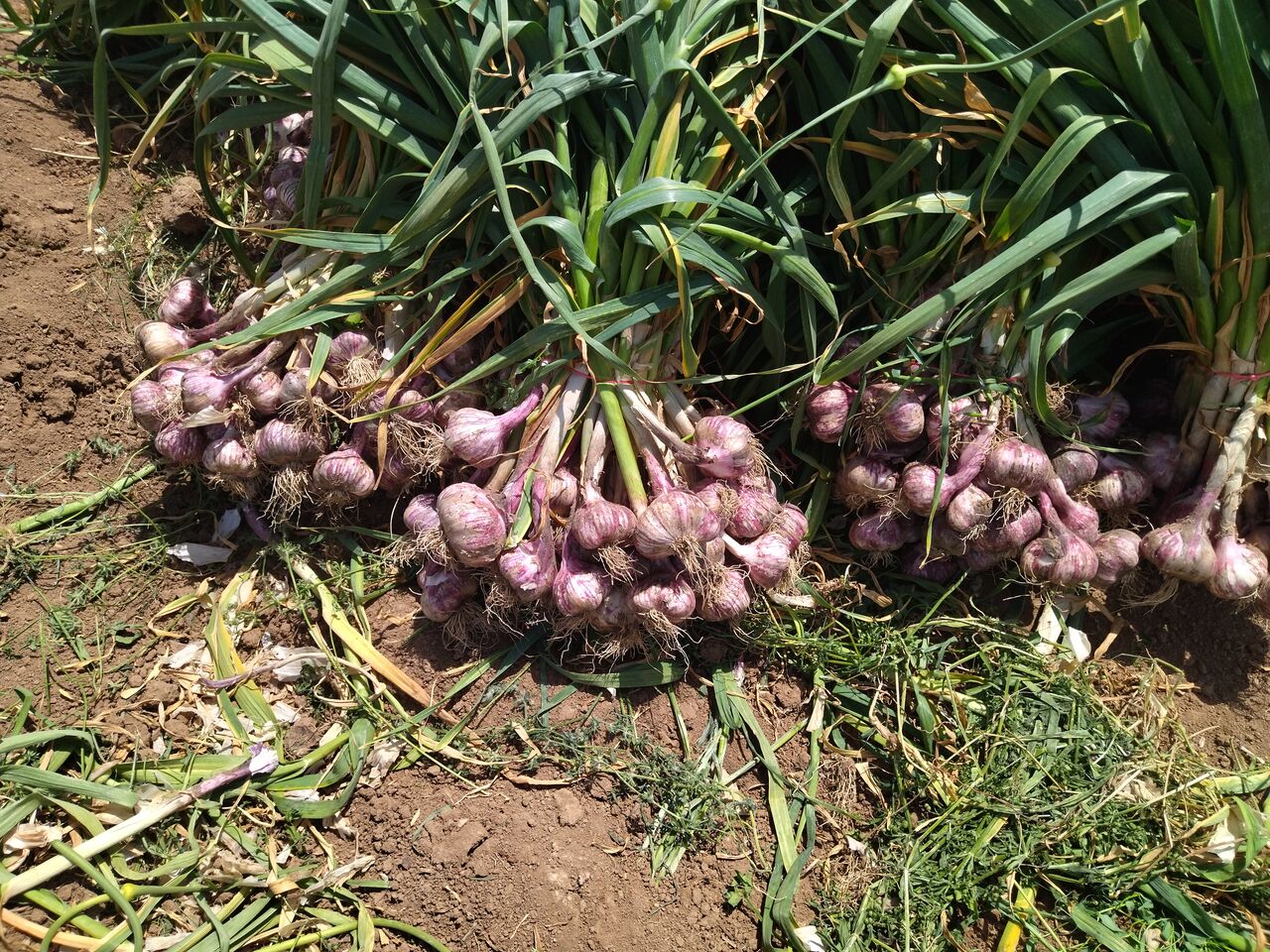 سیر، محصولی سودآور اما مغفول در آذربایجان‌غربی