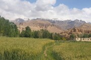 آفات کشاورزی، تهدیدی دیگر برای مزارع گندم و سیب‌زمینی در افغانستان