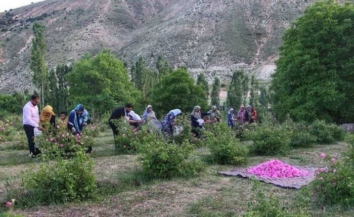 خلخال میزبان جشنواره گل محمدی