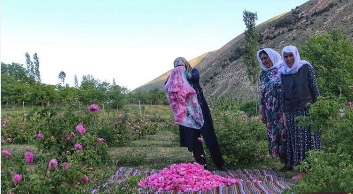 خلخال میزبان جشنواره گل محمدی