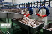 کنترل مسیرهای قاچاق گوشت مرغ از استان اردبیل ضروری است