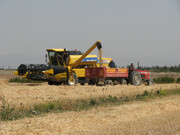 وضعیت خرید گندم در منطقه مغان مطلوب است