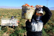 صندوق بیمه اجتماعی کشاورزان راه تضمین اقتصاد روستاییان گلستان   