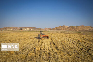 Iran : la récolte de blé dans la province de Semnan