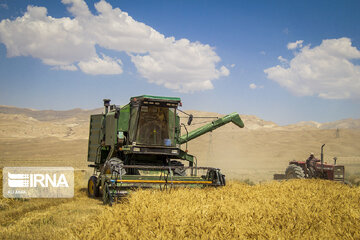 Iran : la récolte de blé dans la province de Semnan