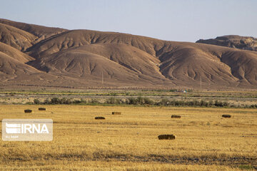 Iran : la récolte de blé dans la province de Semnan