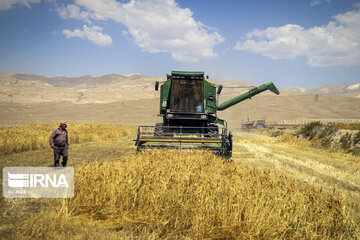 Iran : la récolte de blé dans la province de Semnan