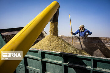 Iran : la récolte de blé dans la province de Semnan