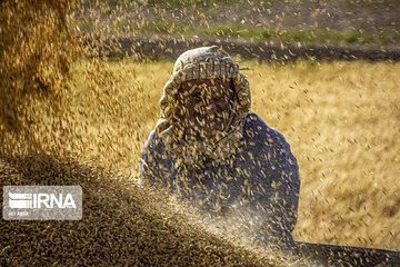 Iran : la récolte de blé dans la province de Semnan