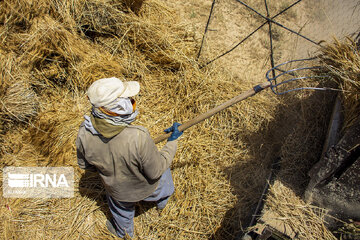 Iran : la récolte de blé dans la province de Semnan