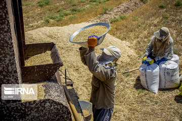 Iran : la récolte de blé dans la province de Semnan