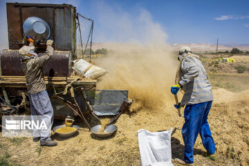 Iran : la récolte de blé dans la province de Semnan