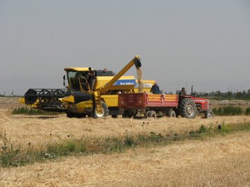 خرید بیش از سه هزار تن گندم در شهرستان دشت آزادگان