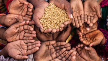 تغییرات آب و هوایی و نظام سرمایه داری عامل اصلی بحران جهانی غذا
