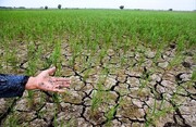 بارندگی در نخستین ماه از فصل زراعی جاری  مازندران ۴۰ درصد کاهش داشت  