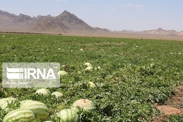 بیش از ۹۰۰ هزار تن هندوانه خارج از فصل در سیستان‌ و بلوچستان تولید شد