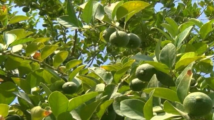 سد باغان آبی بر آتش تشنگی "جم" و رونق کشاورزی دشتی