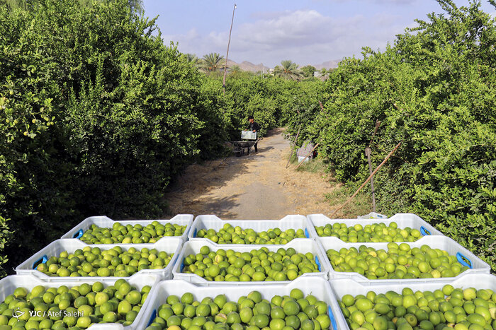 سد باغان آبی بر آتش تشنگی "جم" و رونق کشاورزی دشتی