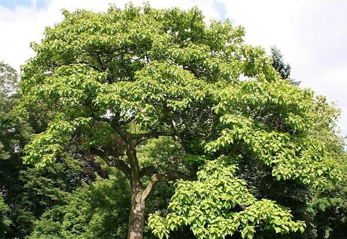 جدال مرگ و زندگی درخت پالونیا در مریوان