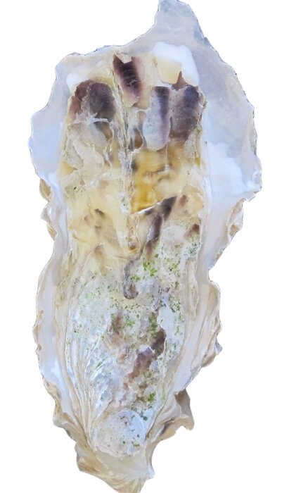 گونه جدید صدفهای اویستر در خلیج فارس و دریای عمان شناسایی شد