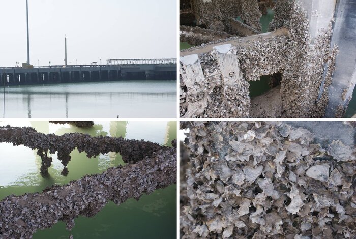 گونه جدید صدفهای اویستر در خلیج فارس و دریای عمان شناسایی شد