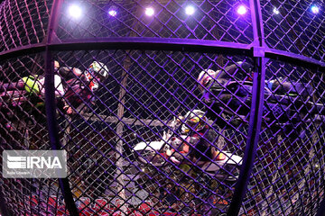 Iran-Portugal International Circus