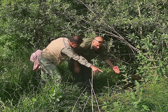 سمندر کردستانی دوزیستی در حال انقراض