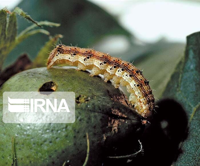 هشدار: آفات پنبه در کشتزارهای فارس خطر طغیان دارد هشدار: آفات پنبه در کشتزارهای فارس خطر طغیان دارد