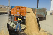 ظرفیت ذخیره ۲۰۸ هزار تُن گندم در مهاباد فراهم شد