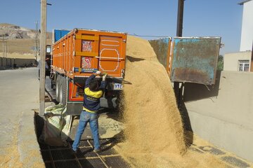 ظرفیت ذخیره ۲۰۸ هزار تُن گندم در مهاباد فراهم شد