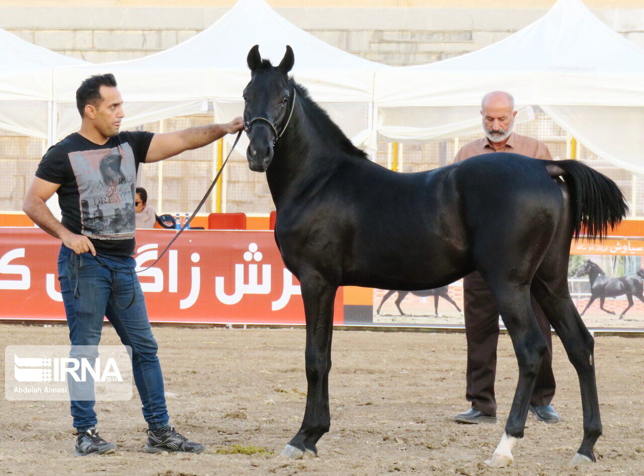 سرپرست فدراسیون: استان کرمانشاه ظرفیت بسیار خوبی در رشته سوارکاری دارد