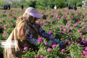 افزایش کشت گل محمدی به ۳۵۳ هکتار در زمین‌های شیب‌دار ساری 