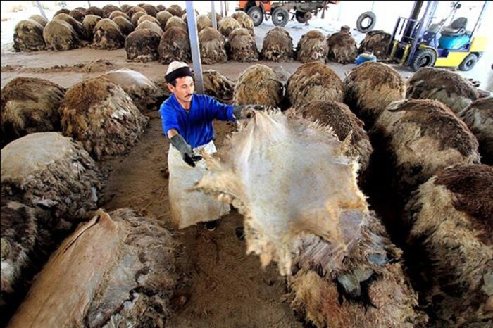 ترمز رفتارهای سلیقهای بر چرخ صادرات چرم تبریز