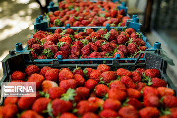 Iran : Festival de la fraise de Shiyan à l’ouest