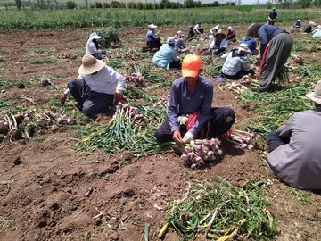 ۳۰ درصد سیر مورد نیاز کشور در شهرستان طارم تولید می‌شود