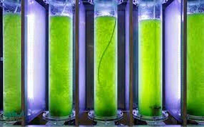 ثروت و اشتغال آفرینی جلبک، ضرورت تسریع در تکمیل زیرساختها