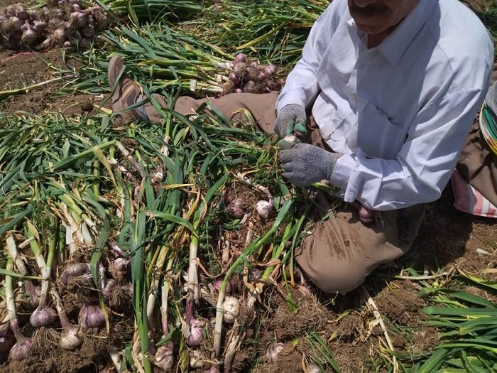 جای خالی شهرک فرآوری سیر در آذربایجانشرقی