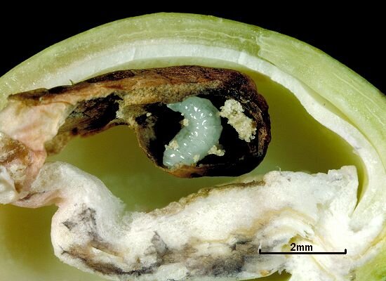 آفت در باغهای بادام بافت کرمان/ جهاد بیاطلاع، باغداران خسارتدیده