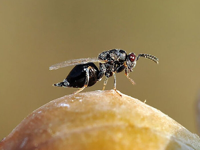 تلاش بادامکاران کرمان برای جبران خسارت آفت/جهاد: می توانند وام بگیرند