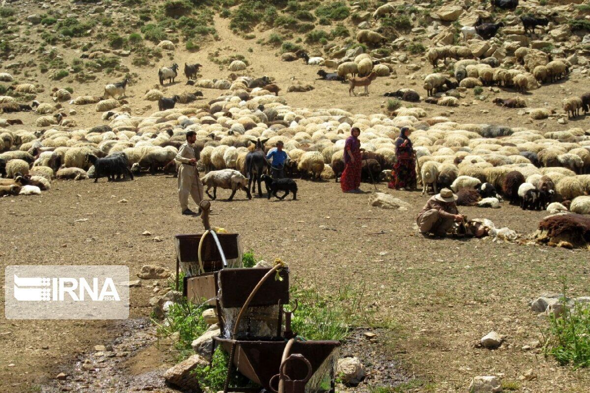 منطقه حفاظت شده گلیل شیروان پنج برابر ظرفیت مرتع دام دارد