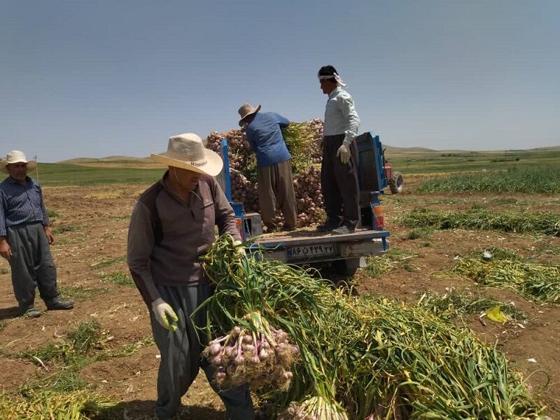 ۱۳۰۰ هکتار از اراضی طارم زیر کشت سیر می رود