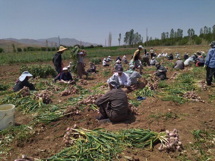 ایجاد شهرک تخصصی "سیر همدان" ثبت جهانی را تکمیل می کند